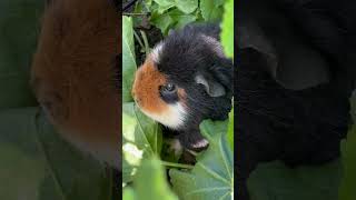 Guinea pigs eating a big bush in my backyard [upl. by Corwin]