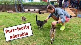 Lanai Cat Sanctuary in Hawaii [upl. by Navy]