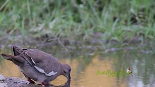 Mozambique Tórtola Aliblanca y Gorrión Doméstico  Un oasis para las aves sedientas [upl. by Horton]