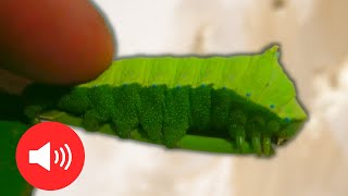 A Caterpillar That Screams It SQUEAKS Rhodinia fugax  Squeaking silkmoth [upl. by Haek925]