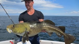 Spodsbjerg Langeland 2016  SDM Fishing Dänemark Dorsch DanmarkTorsk  Denemarken Kabeljauw [upl. by Damara291]