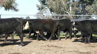 Koorong Steers [upl. by Chaworth944]