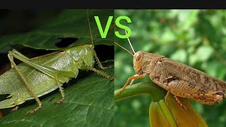 Katydid vs Grasshopper Кузнечик vs Кобылка [upl. by Yslehc]