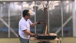 Bald Cypress Bonsai  Year 2  Carving [upl. by Drageruaeb50]