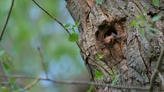 Common Noctule Bat Flying Out of a Tree Cavity  Nyctalus noctula [upl. by Analeh101]