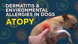 Learn about Dermatitis amp Environmental Allergies in Dogs Atopy [upl. by Almena923]