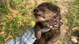 LIVE We Lost A Baby Otter [upl. by Elly]