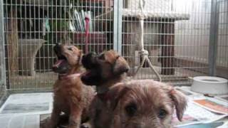 Wheaten terrier puppies 5 weeks old playingwmv [upl. by Ecinaej]