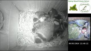 Bysing Wood Primary School Bird Box Live Stream [upl. by Sarson]