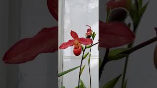 Phragmipedium Hybrid Orchid looks beautiful 🥰 [upl. by Buckden]