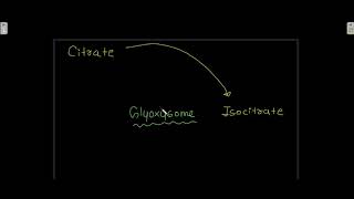 Glyoxylate cycle [upl. by Aleck]