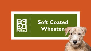 Soft Coated Wheaten Terrier Fun Facts [upl. by Bate385]