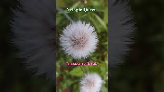 Taraxacum officinale flowers flowers natutal gardenflowers garden motivation sad tamil [upl. by Iew]