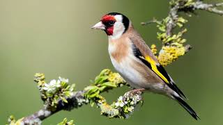 Goldfinch Singing  Amazing Singing [upl. by Gunter662]