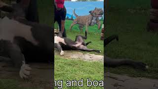 XXL pitbull training time dog dogtraining dogs pets [upl. by Airetnahs]