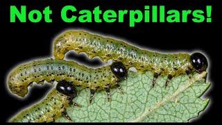 Caterpillar vs Sawfly Larva  Easy Way to Tell Them Apart [upl. by Terena533]