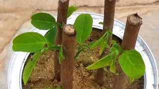 Smart Way To Propagate Sugar Apple Tree 🌴 [upl. by Loseff]