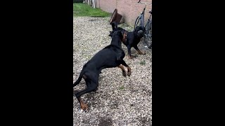 GEVECHT DOBERMANN X ROTTWEILER  Hondentaal  Uitleg hondencoach Leidy Zijlstra [upl. by Hares]