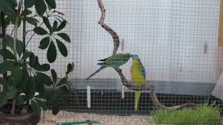 Part 3 feeding and mating  Turquoise parrots  Neophema Pulcella [upl. by Elodia]