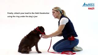 Non Pull Training Your Dog with The HALTI Headcollar [upl. by Adnelg]