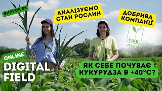 🌽 Як спрацювали добрива на кукурудзі в Полтавській області 🌱 Аналізуємо рослини УАПГ [upl. by Ydnik29]