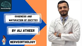 Embryology  oogenesis and maturation of oocytes [upl. by Drofkcor]