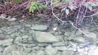 Kokanee shore spawning Kalamalka Lake Oyama BC [upl. by Naruq]