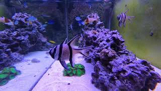 Relaxing Saltwater Reef Aquarium Alastrea Energetic Timelapse [upl. by Solita]