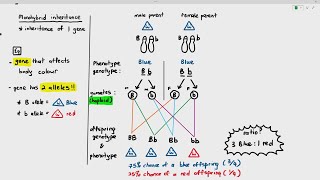 166 Monohybrid Inheritance Cambridge AS A Level Biology 9700 [upl. by Nnailuj]