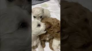 igrayut shchenki bishony i pushonypuppies are playing Bichons and Puchons [upl. by Lehsar]