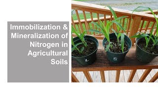 Immobilization and Mineralization of Nitrogen in Agricultural Soils [upl. by Theran]