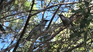 Little Wattlebird 62 [upl. by Ystap]