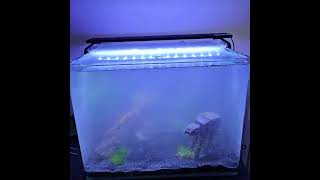 How i setted up my Nano Tank  aquarium nano aquascape setup snails [upl. by Dragon]