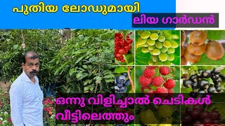 വീണ്ടും പുതിയ ലോഡ്🔥🔥🔥 Np Liya Garden whole sale fruitplant Nersory fruitplant Nersory [upl. by Dail]