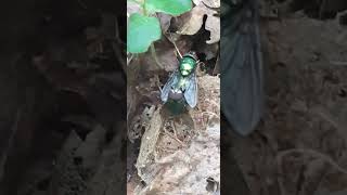 Two Common Green Bottle Fly  Mating Time insects [upl. by Preuss]