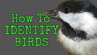 How to Identify Birds  TOP 10 BACKYARD BIRDS  Beginner Friendly [upl. by Eerat1]