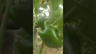 I am Simbad F1Bell pepper SeedsGood Variety Technisem campany healthycrops [upl. by Aicertap]