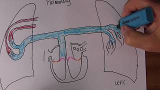 Cardiovascular System 4 Pulmonary circulation [upl. by Nwahsar]