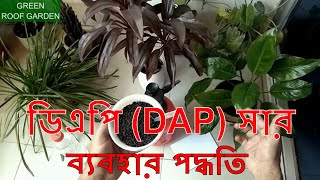 ডিএপি সার ব্যবহার পদ্ধতি DAP Fertilizer Using Method Bangla [upl. by Vergne134]