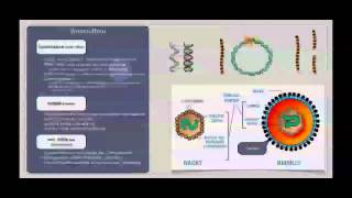 Basiskurs Mikrobiologie Viren Aufbau amp Struktur [upl. by Meesaw641]