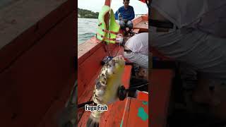 Fugu Fish youtubeshorts shortsviral shortvideos animals fish viralshort viralshorts insect [upl. by Neeluj]