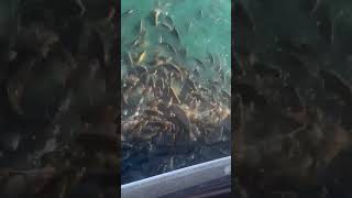 Feeding Frenzy  carp [upl. by Aikenat]