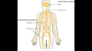 Perifera nervsystemet del 1 av 2 [upl. by Akinak]