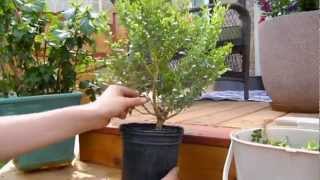 The Bonsai Project  Boxwoods first Pruning [upl. by Heimlich981]