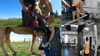 A day in the life Farrier Hoof trimming with sound [upl. by Persis]