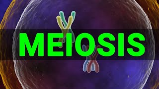 Meiosis 3D  Meiosis cell division I Meiosis and Mitosis Prophase Anaphase I Meataphse  Telophase [upl. by Winifred]