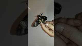 Screaming death head hawk moth [upl. by Nnednarb]