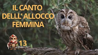 Il canto dellallocco femmina  Tawny Owl call [upl. by Silvester235]