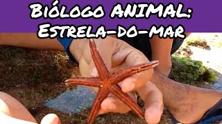 Biólogo ANIMAL Estrela do Mar [upl. by Gusba]