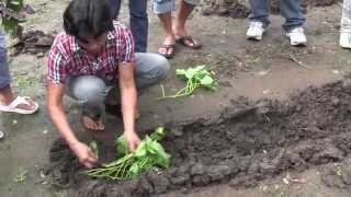 How to Plant Camote sweet potato [upl. by Negris46]